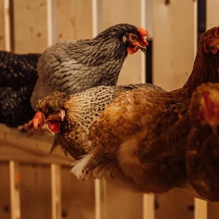 Erlebnisgut & Reiterhof Oberhabach 3*